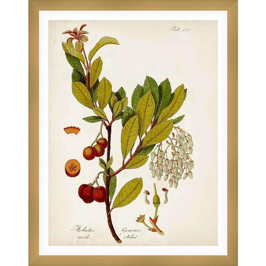 A vintage botanical illustration showcases a detailed depiction of an Arbutus unedo plant, also known as the strawberry tree. The artwork highlights the plant's leaves, flowers, and ripe fruit, all rendered with meticulous detail and delicate coloration, presenting an exquisite piece of botanical art.