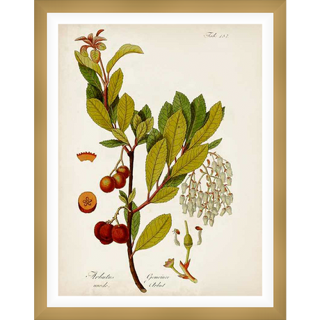 A vintage botanical illustration showcases a detailed depiction of an Arbutus unedo plant, also known as the strawberry tree. The artwork highlights the plant's leaves, flowers, and ripe fruit, all rendered with meticulous detail and delicate coloration, presenting an exquisite piece of botanical art.
