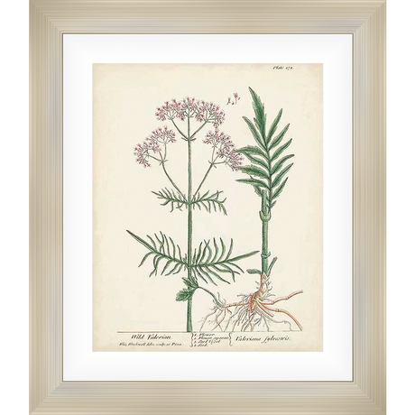 An exquisite botanical illustration of Wild Valerian, showcasing its delicate flowers, detailed leaves, and intricate root system. This print is a beautiful piece of art, perfect for adding a touch of natural beauty to any home or office space.