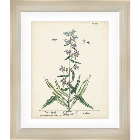 This botanical art print captures the delicate beauty of a wildflower, showcasing intricate details of its blossoms, leaves, and stem against a vintage-inspired backdrop. Perfect for adding a touch of natural elegance to any space.