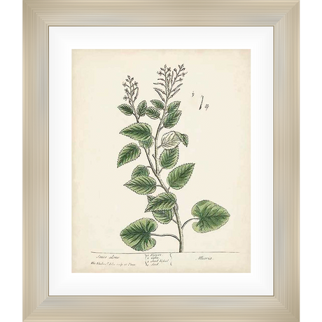 A botanical print showcases a detailed illustration of a flowering plant, perfect for adding a touch of natural elegance to your home decor. This artwork embodies the beauty of nature in an artistic form.