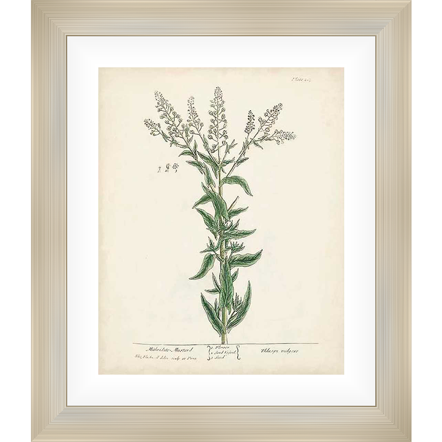 This botanical print showcases a detailed illustration of a flowering plant, reminiscent of vintage scientific illustrations. The artwork captures the plant's structure with precision, offering a timeless piece for any space.