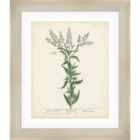 This botanical print showcases a detailed illustration of a flowering plant, reminiscent of vintage scientific illustrations. The artwork captures the plant's structure with precision, offering a timeless piece for any space.