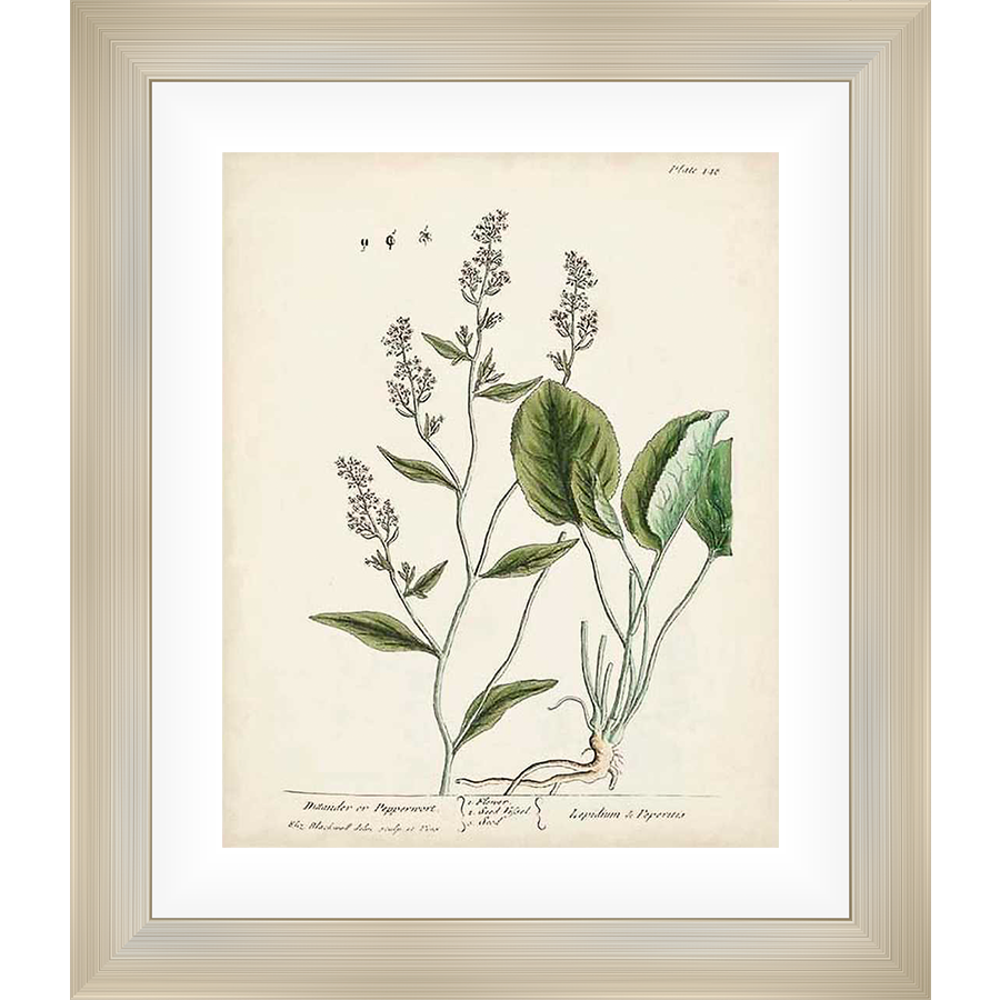 A botanical illustration of a plant showcases detailed leaves and delicate flowering stems, printed on aged paper for a vintage aesthetic. This artwork is perfect for bringing natural beauty into any space.