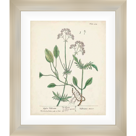 A botanical illustration of Lesser Valerian, featuring detailed depictions of leaves, flowers, and root systems, presented with a vintage aesthetic.