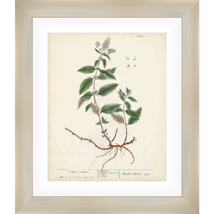 This botanical print showcases a detailed illustration of the peppermint plant, including its leaves, stem, roots, and flowers. The artwork is rendered with meticulous detail and features a vintage aesthetic, perfect for adding a touch of natural beauty to any space.