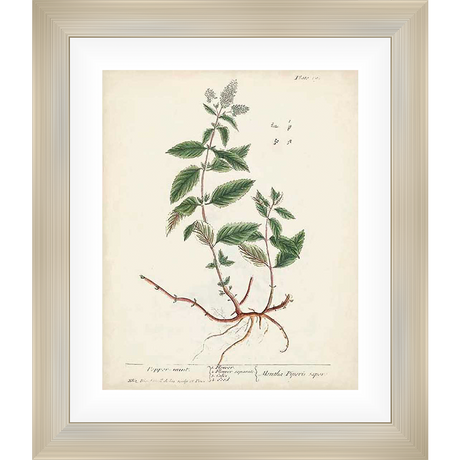 This botanical print showcases a detailed illustration of the peppermint plant, including its leaves, stem, roots, and flowers. The artwork is rendered with meticulous detail and features a vintage aesthetic, perfect for adding a touch of natural beauty to any space.