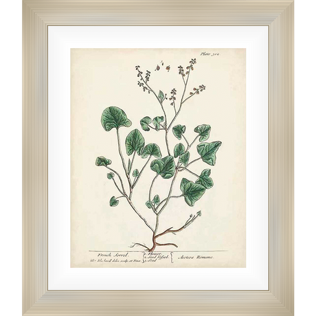 This botanical illustration features a detailed rendering of French Sorrel, showcasing its leaves, stems, and root structure. The artwork has a vintage aesthetic with delicate line work, perfect for adding a touch of natural elegance to any space.