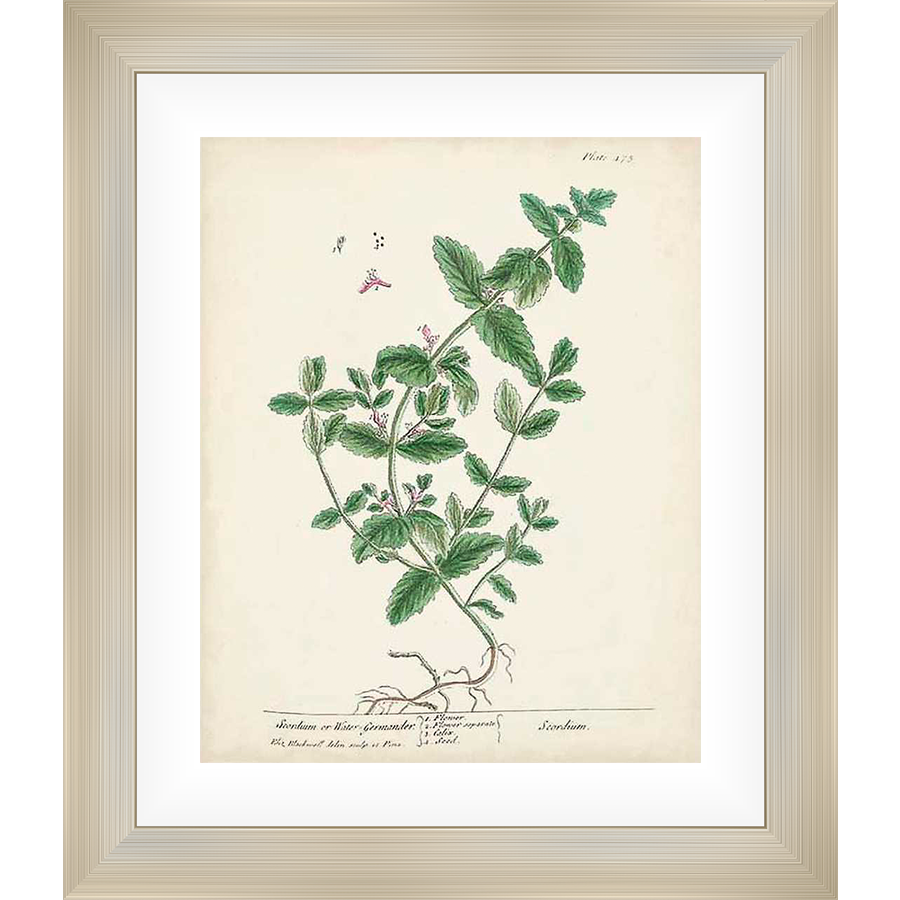 This botanical illustration features a detailed drawing of a plant with green leaves, roots, and delicate pink flowers, set against an aged paper background. This elegant artwork is perfect for adding a touch of natural beauty to any space.