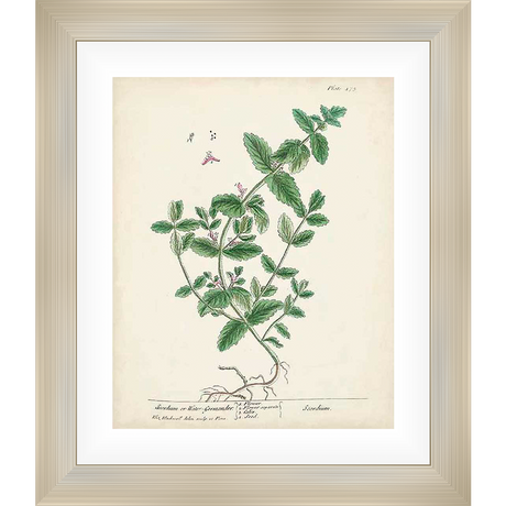 This botanical illustration features a detailed drawing of a plant with green leaves, roots, and delicate pink flowers, set against an aged paper background. This elegant artwork is perfect for adding a touch of natural beauty to any space.
