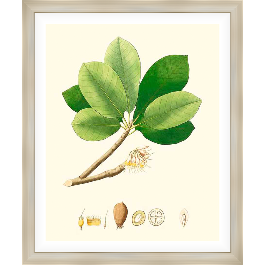 This botanical illustration depicts a detailed study of a plant, showcasing its leaves, stem, flower, and seed pods in a classic scientific style. The artwork is both educational and aesthetically pleasing, offering a glimpse into the beauty of nature.