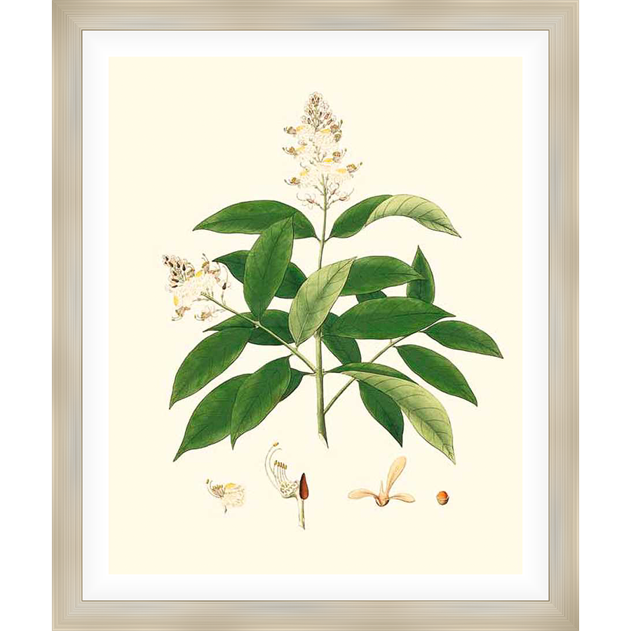 A vintage botanical illustration showcases a detailed depiction of a flowering plant, featuring lush green leaves, delicate blossoms, and individual plant components. The artwork embodies a timeless appeal, ideal for enhancing any space with natural elegance.