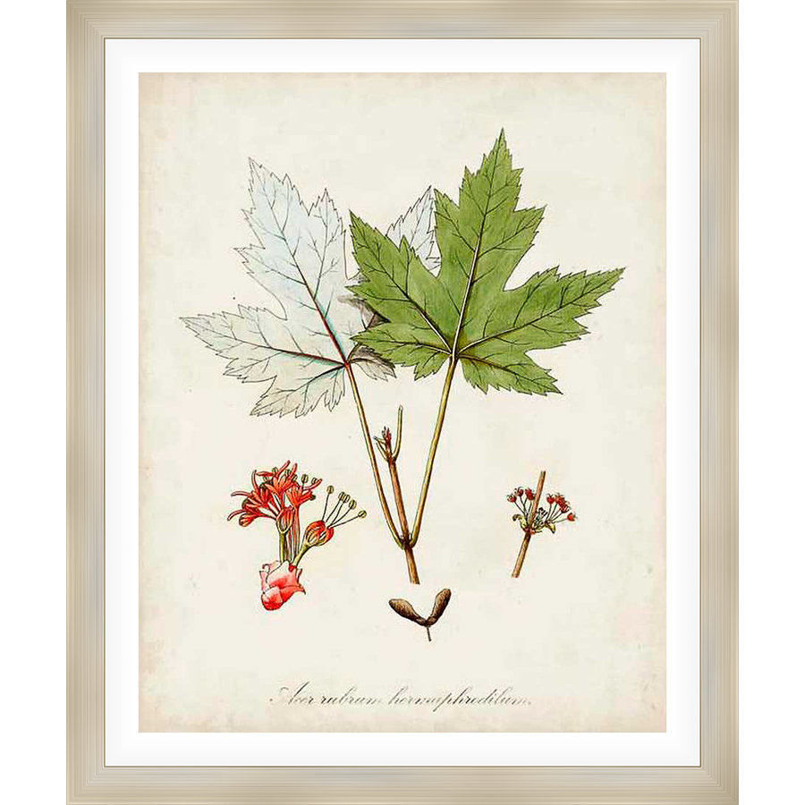 A vintage botanical print showcases the delicate details of a maple leaf, small seed pods and vibrant red flowers, presented in a classic, educational style.