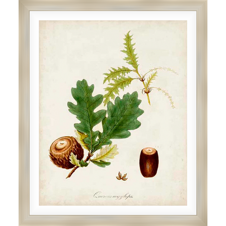 A detailed botanical illustration showcasing an oak branch with acorns and leaves, perfect for adding a touch of nature to your home decor. This artwork beautifully captures the intricate details of an oak tree, offering a serene and timeless aesthetic.