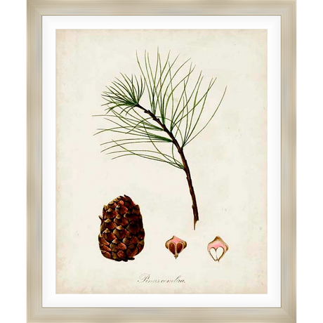 A botanical illustration of a pine branch, cone and seed pods rendered in a classic, vintage style. Perfect for adding a touch of natural elegance to any space.