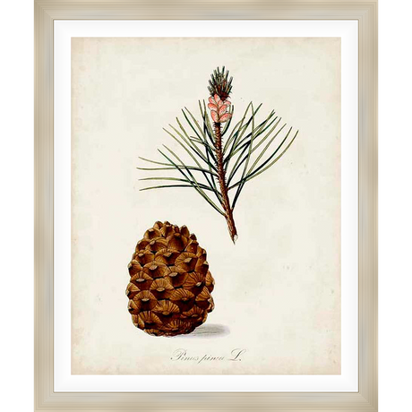 This vintage botanical print features a detailed illustration of a pine cone and pine needles, perfect for adding a touch of nature to your home decor. The artwork is printed on high-quality paper, preserving its classic charm and making it a timeless addition to any space.