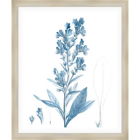 A botanical illustration of a flowering plant rendered in a detailed, vintage style. This artwork captures the delicate beauty of nature with precise lines and shading, perfect for adding a touch of elegance to any space.