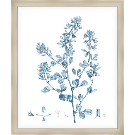A beautiful botanical print showcases detailed illustrations of a plant, rendered in a delicate blue hue against a clean white backdrop. This elegant artwork adds a touch of natural sophistication to any space, perfect for those who appreciate the beauty of nature.