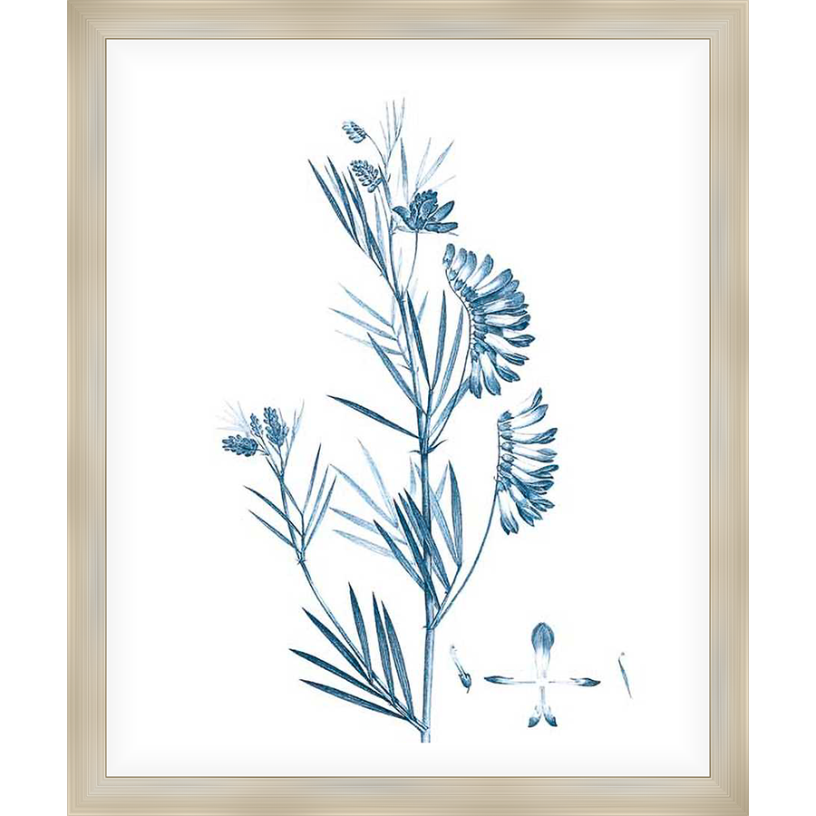 This elegant botanical print showcases a detailed illustration of a flowering plant in a delicate blue hue against a stark white background. Perfect for adding a touch of natural beauty and sophistication to any space.