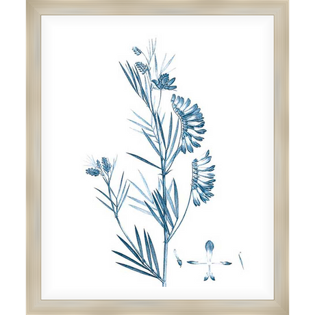 This elegant botanical print showcases a detailed illustration of a flowering plant in a delicate blue hue against a stark white background. Perfect for adding a touch of natural beauty and sophistication to any space.