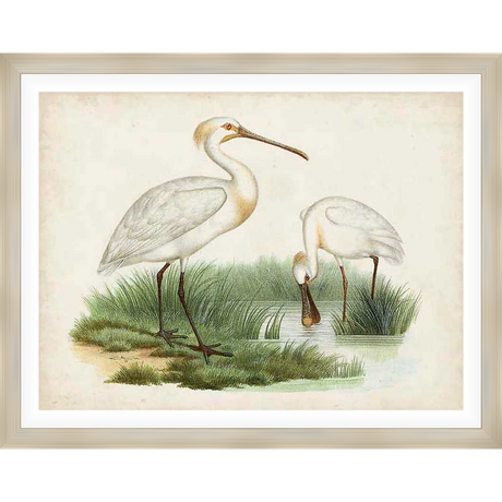 A beautiful vintage illustration features two spoonbills in a natural setting. One bird stands gracefully while the other is foraging in the water. Delicate details and a soft color palette capture the serene beauty of nature.