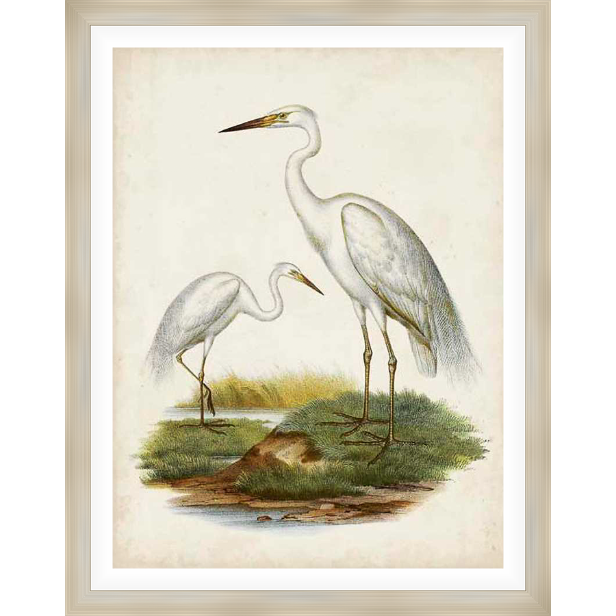 A stunning vintage-style print depicting two elegant herons in a serene natural setting. This artwork captures the grace and beauty of these majestic birds, rendered in delicate detail and soft colors. Perfect for adding a touch of nature-inspired elegance to any space.