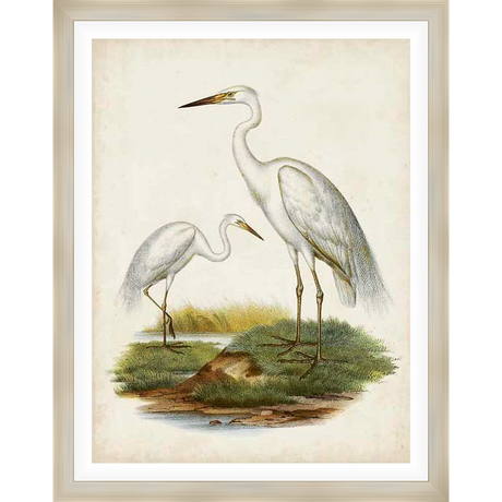 A stunning vintage-style print depicting two elegant herons in a serene natural setting. This artwork captures the grace and beauty of these majestic birds, rendered in delicate detail and soft colors. Perfect for adding a touch of nature-inspired elegance to any space.