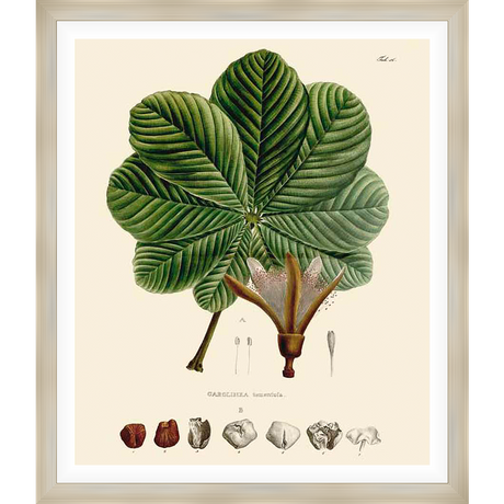 A stunning botanical illustration showcases a vibrant green leaf structure and a detailed depiction of the plant's flower and seeds, rendered in a classic style reminiscent of vintage botanical art. This artwork brings a touch of natural beauty and scientific precision to any space.