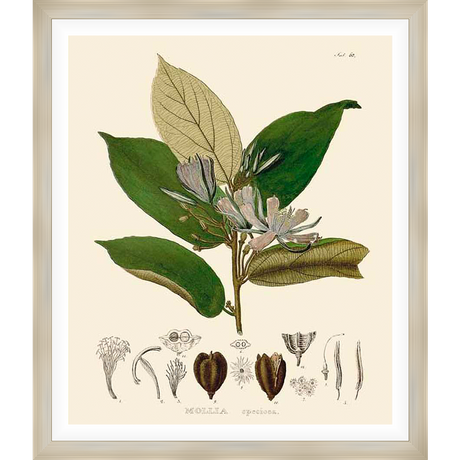 This botanical print showcases a detailed illustration of a flowering plant, highlighting its leaves, flowers, and seeds. The artwork combines artistic and scientific elements, ideal for adding a touch of natural elegance to any space.