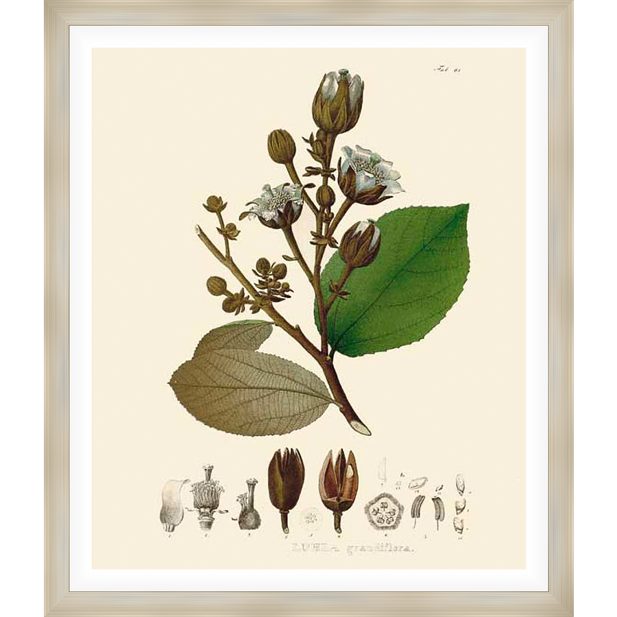 This botanical print showcases a detailed illustration of a flowering plant, capturing its delicate beauty and scientific accuracy. The artwork features a branch with blooms, buds, and leaves, along with supplementary detailed diagrams. It is perfect for adding a touch of natural elegance to any space.