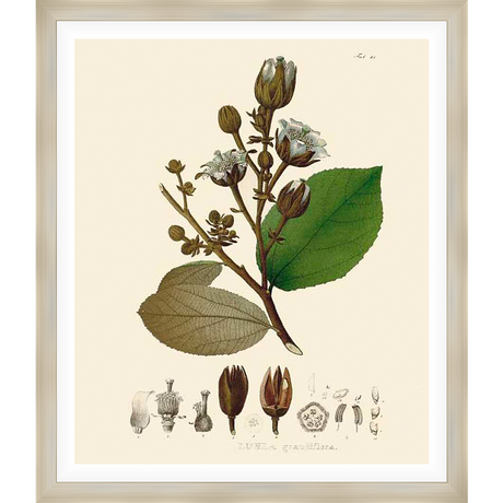 This botanical print showcases a detailed illustration of a flowering plant, capturing its delicate beauty and scientific accuracy. The artwork features a branch with blooms, buds, and leaves, along with supplementary detailed diagrams. It is perfect for adding a touch of natural elegance to any space.