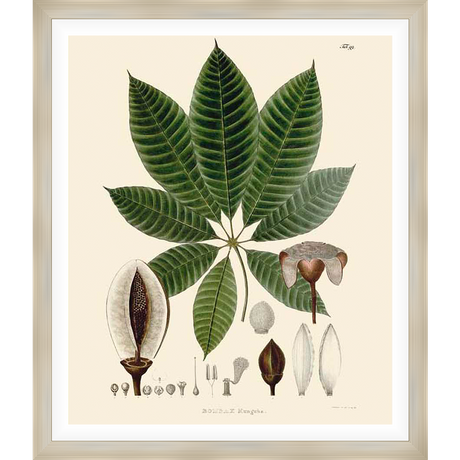 This botanical print showcases the intricate details of a plant, featuring lush green leaves and various anatomical components of the plant. The artwork is a vintage-inspired illustration that brings a touch of nature into your home.