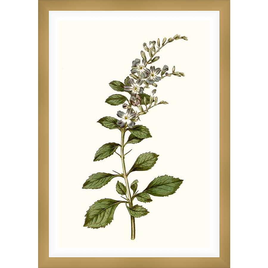 A botanical illustration showcases a detailed depiction of a flowering plant. The artwork features a central stem with green leaves and delicate, small flowers, all rendered in a classic, vintage style.