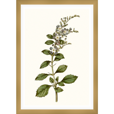 A botanical illustration showcases a detailed depiction of a flowering plant. The artwork features a central stem with green leaves and delicate, small flowers, all rendered in a classic, vintage style.