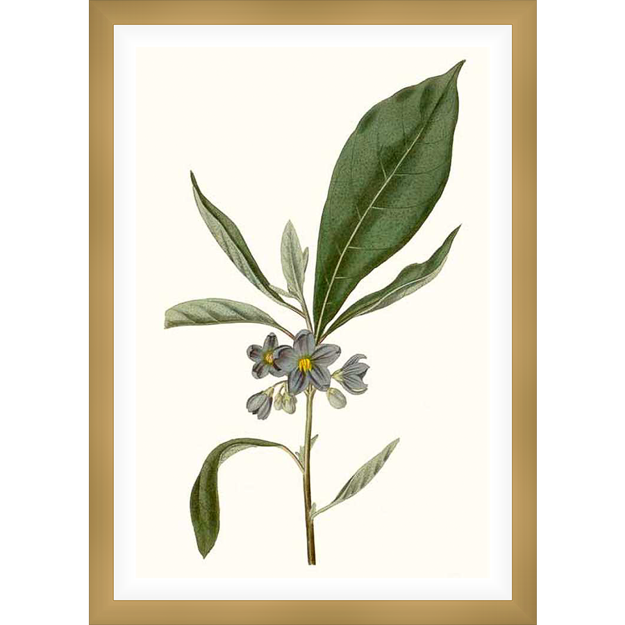 This botanical print showcases delicate sprigs of a flowering plant, rendered in a vintage style. The artwork features detailed leaves and blossoms, perfect for adding a touch of nature to any space.
