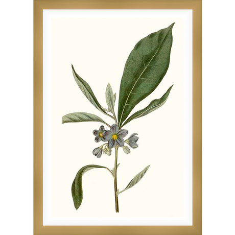 This botanical print showcases delicate sprigs of a flowering plant, rendered in a vintage style. The artwork features detailed leaves and blossoms, perfect for adding a touch of nature to any space.