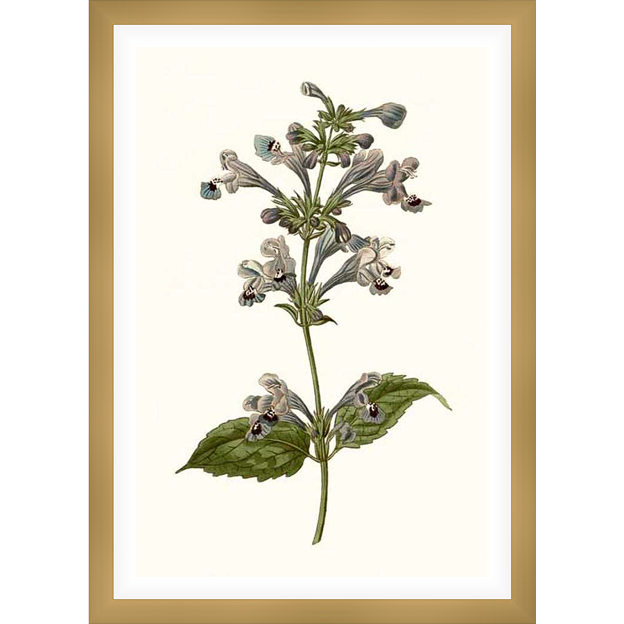 This botanical print showcases a delicate illustration of a flowering plant, expertly rendered with fine detail. The artwork captures the beauty of nature, bringing a touch of botanical charm to any space.