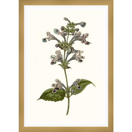 This botanical print showcases a delicate illustration of a flowering plant, expertly rendered with fine detail. The artwork captures the beauty of nature, bringing a touch of botanical charm to any space.