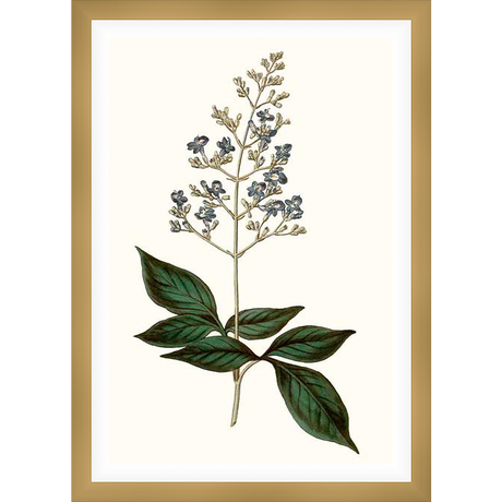This botanical print features a detailed illustration of a flowering plant with delicate blue blossoms and lush green leaves. The artwork showcases the intricate details of the plant, perfect for adding a touch of natural elegance to any space.