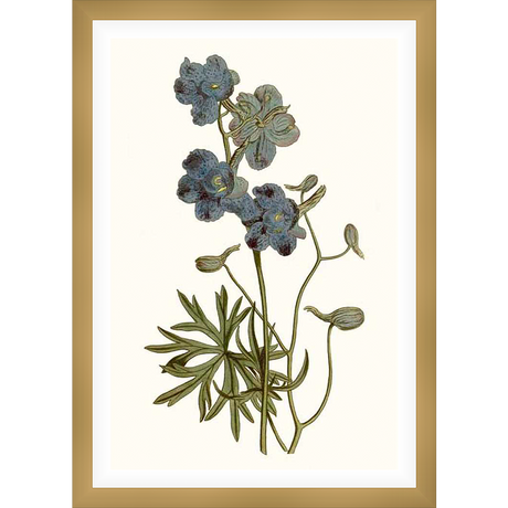 This botanical print showcases a detailed illustration of delphinium flowers, capturing their delicate beauty. The artwork is printed on high-quality paper, perfect for adding a touch of nature-inspired elegance to any space.