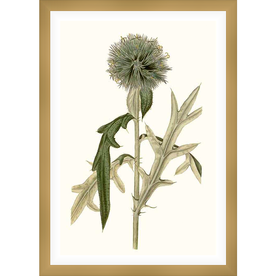 A botanical illustration of a unique thistle, showcasing detailed foliage and a textured flower head. The artwork evokes a sense of natural beauty and scientific accuracy.