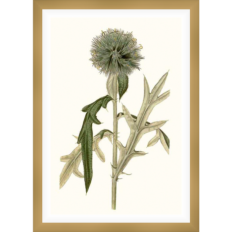 A botanical illustration of a unique thistle, showcasing detailed foliage and a textured flower head. The artwork evokes a sense of natural beauty and scientific accuracy.