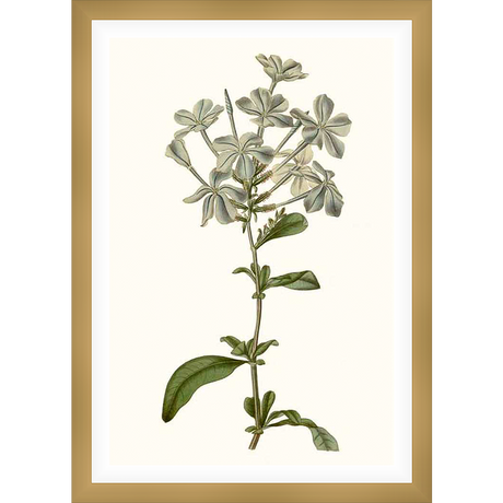 This botanical artwork showcases delicate, pale flowers blooming from a slender stem, accompanied by verdant green leaves. It's a beautifully detailed illustration, perfect for adding a touch of nature's elegance to any space.