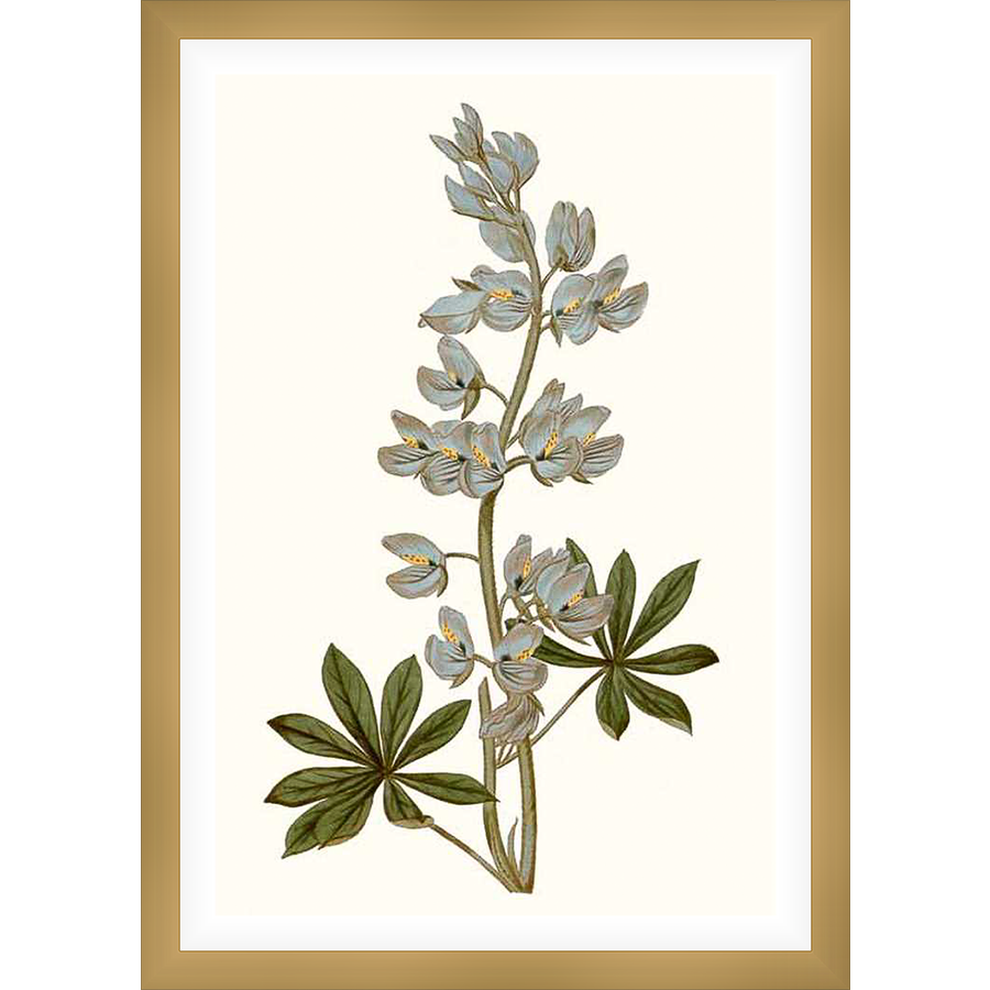 This artwork showcases a botanical illustration of a lupine plant in full bloom, featuring delicate blue-grey flowers and lush green leaves set against a creamy background. The detailed rendering captures the plant's natural beauty.