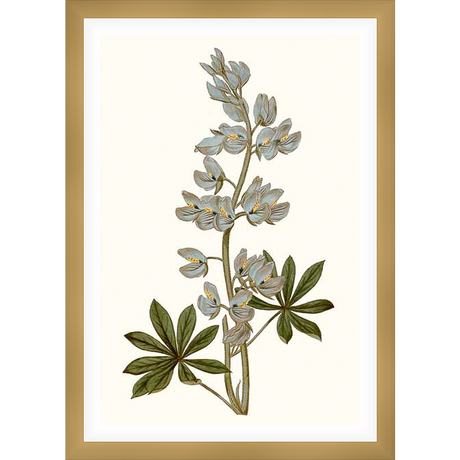 This artwork showcases a botanical illustration of a lupine plant in full bloom, featuring delicate blue-grey flowers and lush green leaves set against a creamy background. The detailed rendering captures the plant's natural beauty.