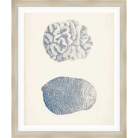 This captivating artwork showcases two detailed coral illustrations, reminiscent of vintage botanical prints. The pieces are rendered with delicate linework and subtle shading, making it a sophisticated addition to any space.