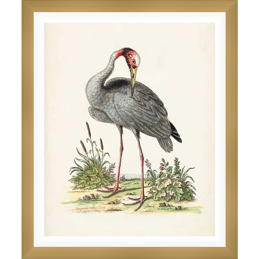 A beautifully detailed illustration captures a graceful bird, its form rendered with delicate lines and soft shading. The artwork displays a striking contrast of color, with a vibrant red head contrasting the bird's muted body. This print is a timeless piece, perfect for any art lover.