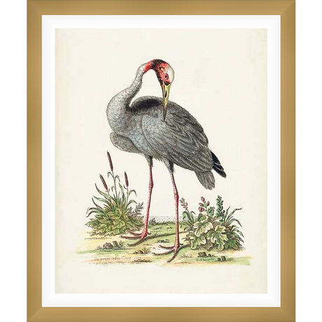 A beautifully detailed illustration captures a graceful bird, its form rendered with delicate lines and soft shading. The artwork displays a striking contrast of color, with a vibrant red head contrasting the bird's muted body. This print is a timeless piece, perfect for any art lover.