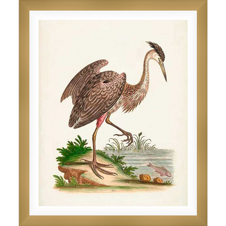 A striking illustration showcases a detailed depiction of a heron in its natural habitat. This artwork, reminiscent of classic ornithological illustrations, captures the bird in a moment of poise, highlighting its elegant form and environment with meticulous detail. It's a celebration of nature's beauty, perfect for enriching any art collection or interior.