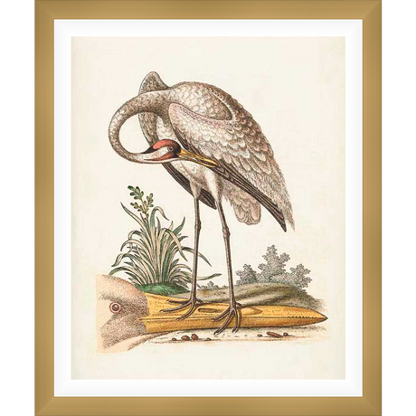 This detailed print showcases a graceful crane in a naturalistic setting, its long neck elegantly curved as it preens its feathers. The artwork captures the bird's delicate plumage and features subtle details of the surrounding flora. This artwork adds a touch of nature and elegance to any space.